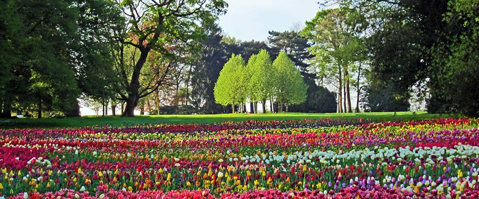 Tulpenwiese im Park